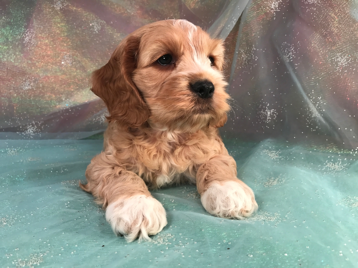 Male Cockapoo Puppy for Sale $975 DOB 10-18-2017